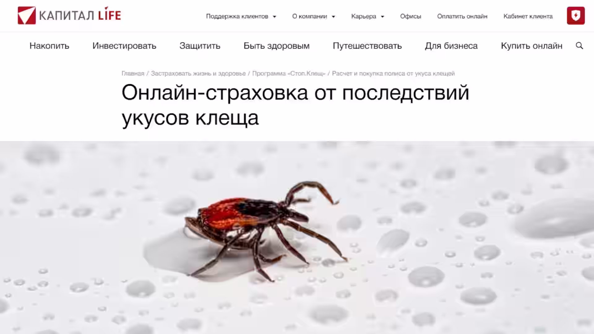 Страховка от клеща Онлайн. Где оформить? Капитал Лайф Страхование. Обзор